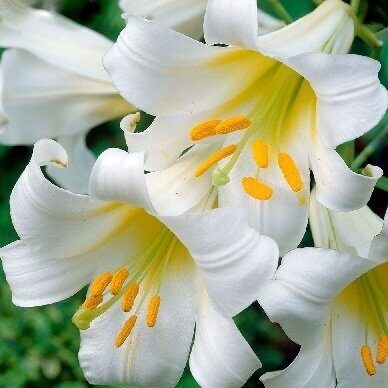 Lilija REGALE ALBUM 3 gab   Junior